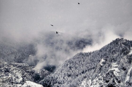 Snowy Shimla Trip