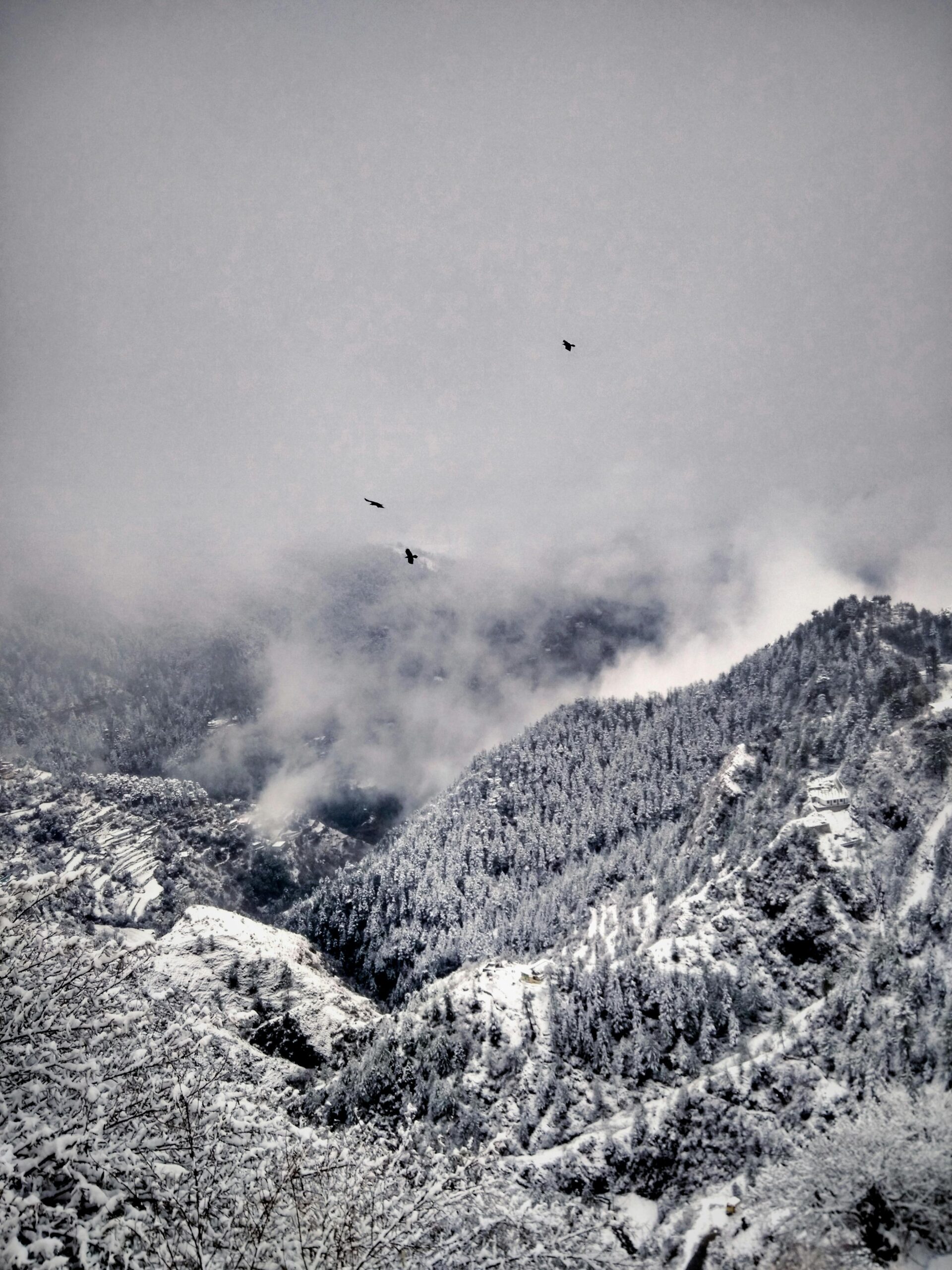 Shimla